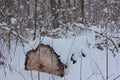 Sawn tree covered with snow in a winter park. Cut poplar tree trunk lie on the ground Royalty Free Stock Photo