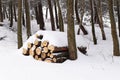 The sawn tree is cut into logs and folded into a pyramid sprinkled with snow. Winter harvesting of wood in a pine forest. Cold sea Royalty Free Stock Photo