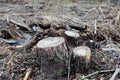 Sawn tree logs and tree bark. A big pile of wood. Many parts of a sawn tree trunk. Environmental problem. Global warming Royalty Free Stock Photo