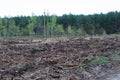 Sawn tree logs and tree bark. A big pile of wood. Environmental problem. Royalty Free Stock Photo