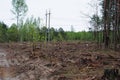 Sawn tree logs and tree bark. A big pile of wood. Global warming Royalty Free Stock Photo