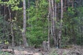 Sawn tree logs and tree bark. A big pile of wood. Many parts of a sawn tree trunk. Environmental problem. Royalty Free Stock Photo