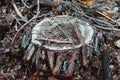 Sawn tree logs and tree bark. A big pile of wood. Many parts of a sawn tree trunk. Global warming Royalty Free Stock Photo