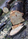 Sawn tree and the remaining stump of it