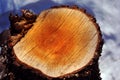 Sawn tree stump, natural organic background, close up detail