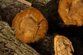 Sawn tree trunk with chainsaw, fresh wood