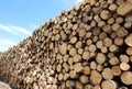 sawn tree trunks cut in the sawmill for the production of lumber Royalty Free Stock Photo