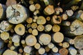 Sawn tree trunks lie in a large pile. Timber harvesting Royalty Free Stock Photo