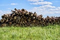 Sawn tree trunks lie in a large pile. Timber harvesting Royalty Free Stock Photo