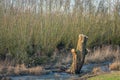 Sawn trunk of a willow tree Royalty Free Stock Photo
