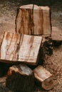 Sawn trunk of tree lies in yard