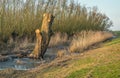 Sawn trunk of a willow tree Royalty Free Stock Photo