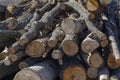 Sawn tree trunks lie in a large pile. Timber harvesting Royalty Free Stock Photo