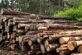 Sawn wood in the forest. Logging. Warehouse of felled trees at the sawmill. Stacked logs prepared for processing Royalty Free Stock Photo