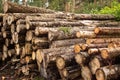 Sawn wood in the forest. Warehouse of felled trees at the sawmill. Stacked logs prepared for processing. Logging Royalty Free Stock Photo