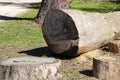 Sawn wood logs lie on the green grass in summer. A sunny summer day. the concept is the destruction of forests Royalty Free Stock Photo