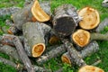 Sawn wood logs lie on the green grass in summer. A sunny summer day. The core of the tree trunk is visible Royalty Free Stock Photo