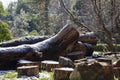 Sawn wood logs lie on the green grass in summer. A sunny summer day. the concept is the destruction of forests Royalty Free Stock Photo