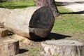 Sawn wood logs lie on the green grass in summer. A sunny summer day. the concept is the destruction of forests Royalty Free Stock Photo