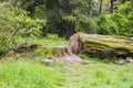 Sawn wood logs lie on the green grass in summer. A sunny summer day. the concept is the destruction of forests Royalty Free Stock Photo