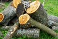 Sawn wood logs lie on the green grass in summer. A sunny summer day Royalty Free Stock Photo