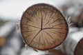Sawn wood slit Birch Royalty Free Stock Photo