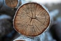 Sawn wood slit Birch Royalty Free Stock Photo