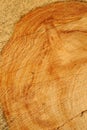 Sawn wood texture. Royalty Free Stock Photo