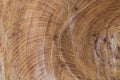 Sawn wood texture as background Royalty Free Stock Photo