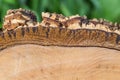 Sawn wood texture as background Royalty Free Stock Photo