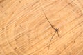 Sawn wood texture as background Royalty Free Stock Photo