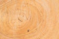 Sawn wood texture as background Royalty Free Stock Photo