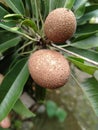 Sawo matang javanese fruit Royalty Free Stock Photo