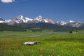 Sawtooth Mountains and Wildflowers 1905