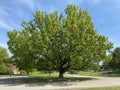 Tree Identification. Tree Size. Sawtooth Oak. Quercus acutissima