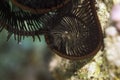 Sawtoothed feather star detail Royalty Free Stock Photo