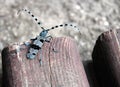 Sawyer beetle - Rosalia alpina Royalty Free Stock Photo