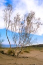 Saxaul tree in desert, spring morning, Kazakhstan Royalty Free Stock Photo