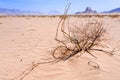 Saxaul and view Sphinx rock in Wadi Rum desert Royalty Free Stock Photo