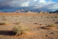 Saxaul in Wadi Rum desert