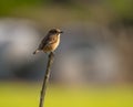 Saxicola rubicola `Cartaxo-comum`.