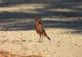 Saxicola rubicola - the common stonechat Royalty Free Stock Photo