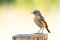 Saxicola rubicola or tarabilla comun Royalty Free Stock Photo