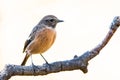 Saxicola rubicola or tarabilla comun perched on trunck