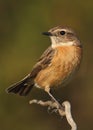 Saxicola torquatus common stonechat