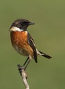 Saxicola torquatus common stonechat