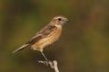 Saxicola torquatus common stonechat