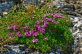 Saxifraga Royalty Free Stock Photo