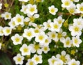 Saxifraga Royalty Free Stock Photo