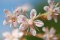 Saxifraga Royalty Free Stock Photo